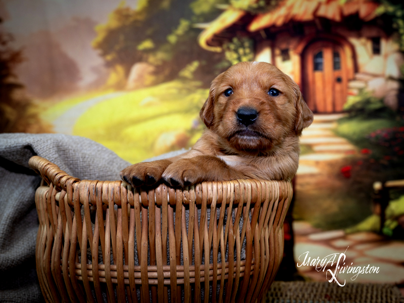 Puppy known as Hercules