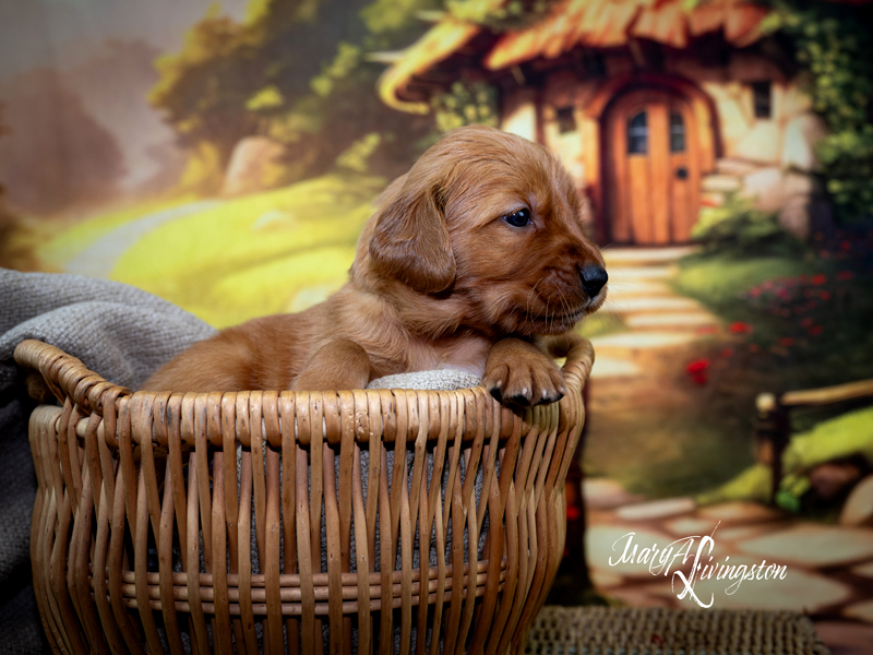 Puppy known as Lancelot
