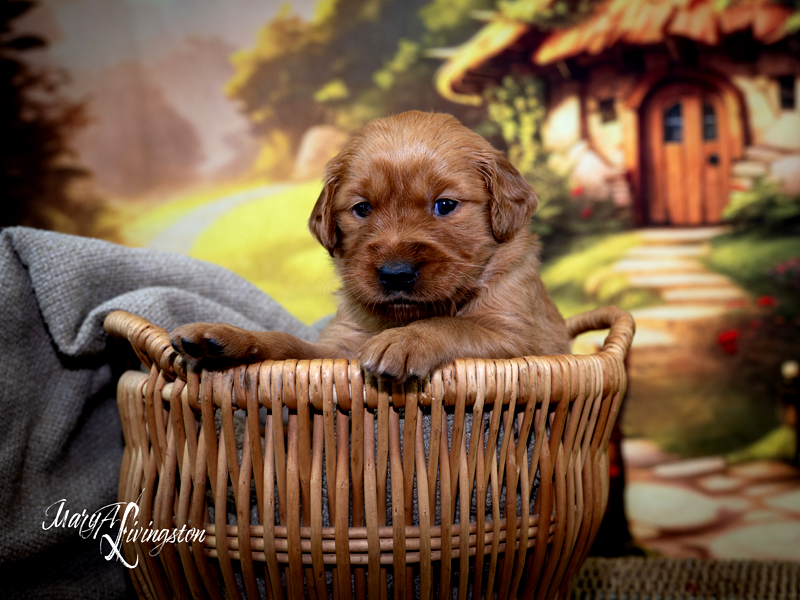 Puppy known as Nessie