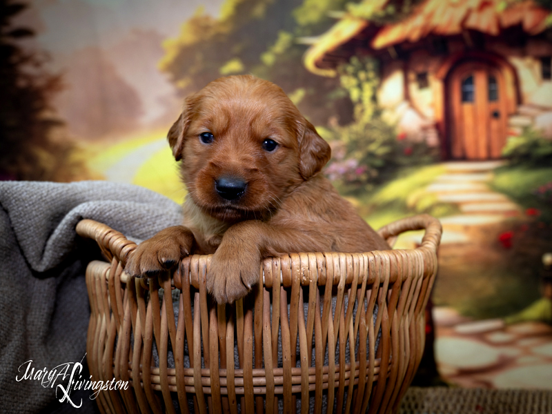 Puppy known as Roswell