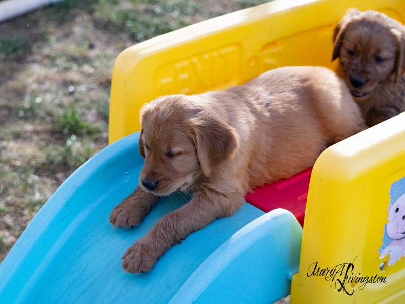 Puppies on a slide,