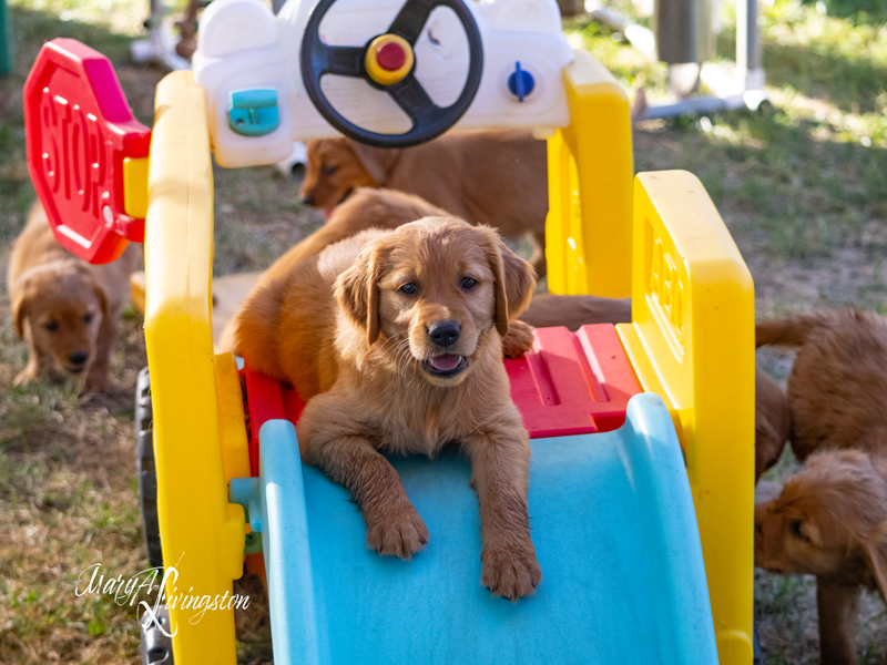 Puppy on a slide.