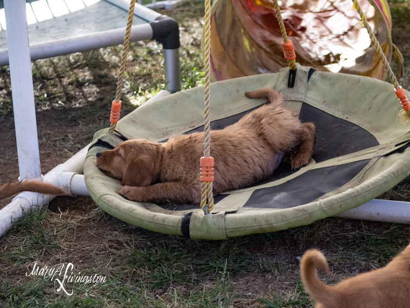 Puppies sleeping on a swing.