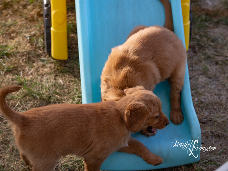 Puppies on a slide.