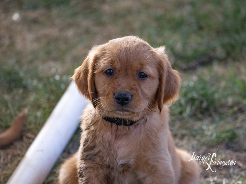 Puppy sitting in grass.