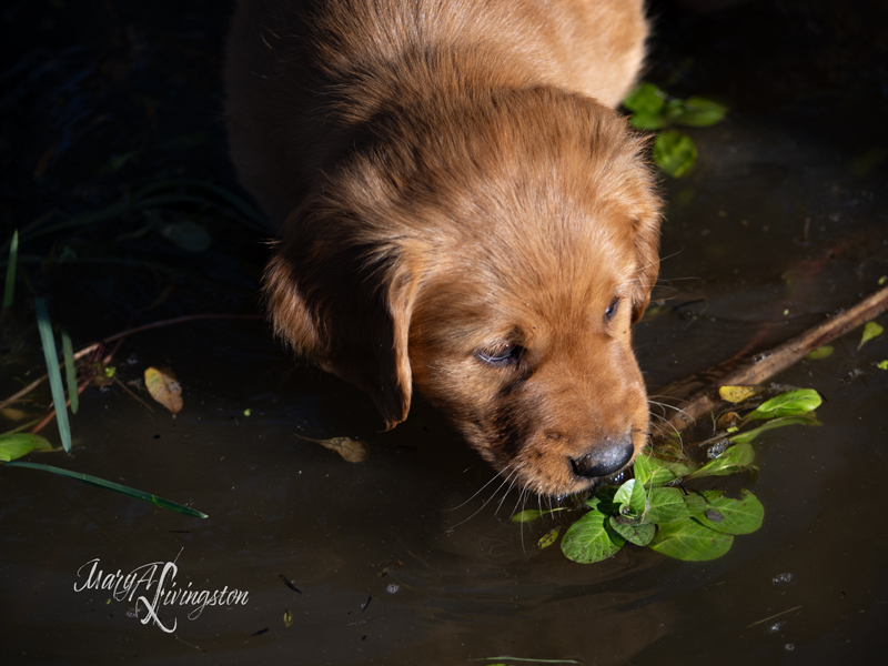 Puppy known as Godiva