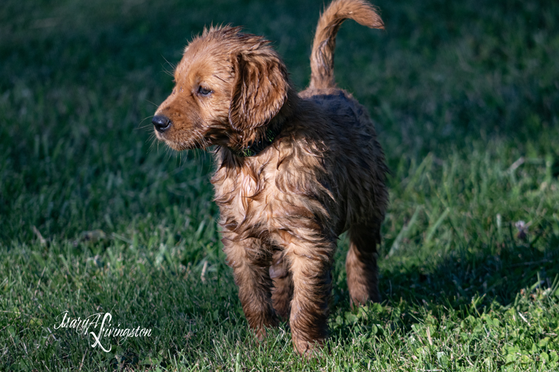 Puppy known as Arthur