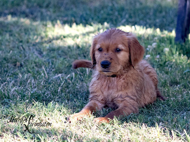 Puppy laying in the grass.