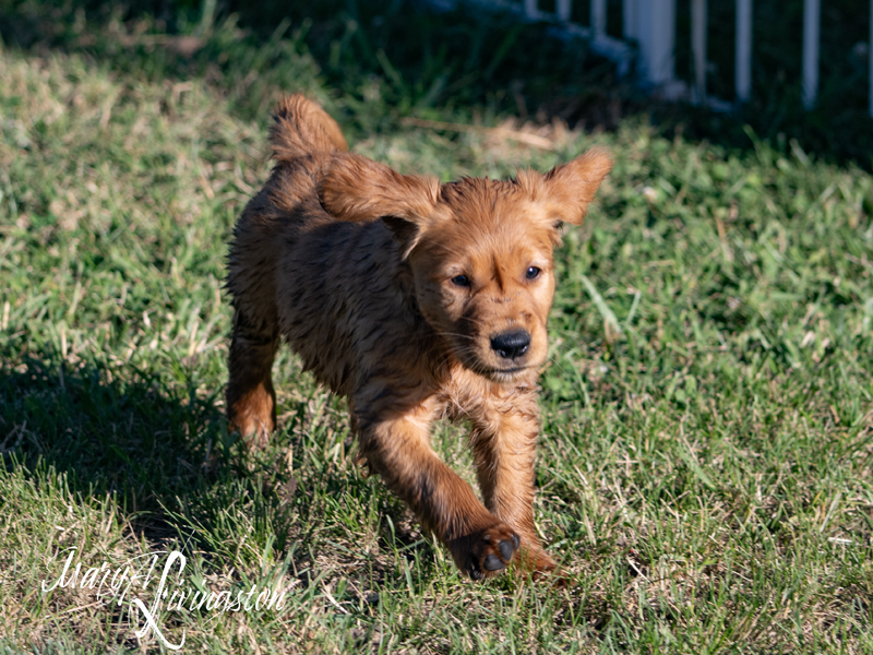 Puppy running in grass.