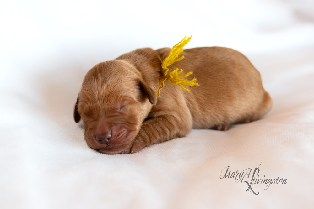 Hall of Fame first litter portrait.