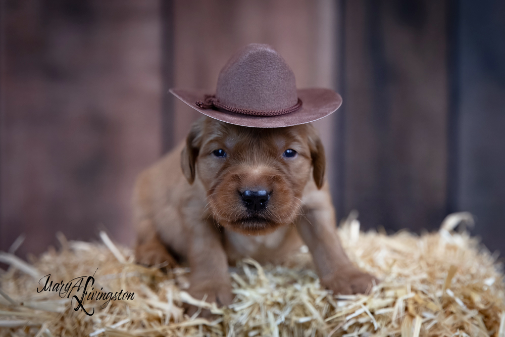 Puppy known as Apollo.