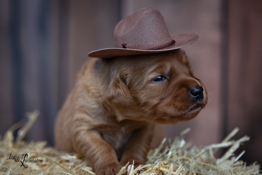 Puppy known as Brisket.