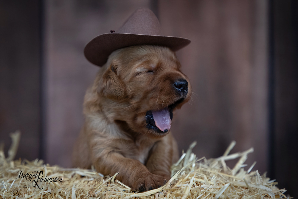 Puppy known as Brisket.