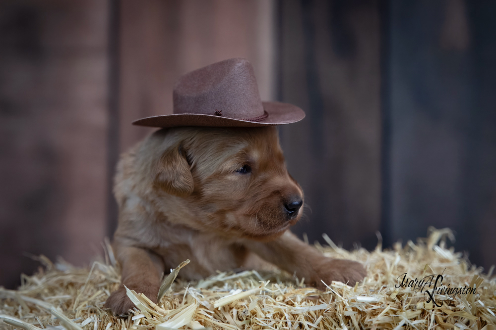 Puppy known as Cowboy.