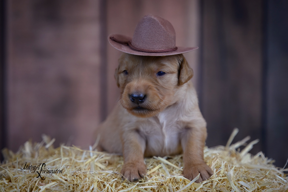 Puppy known as Laredo.