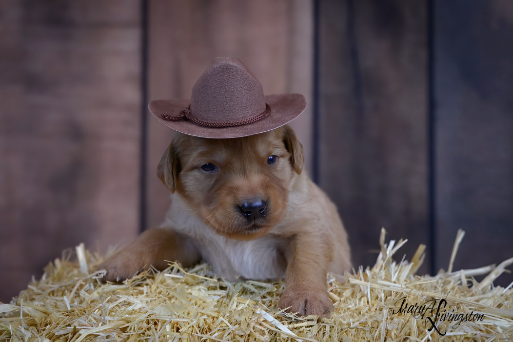 Puppy known as Sage.