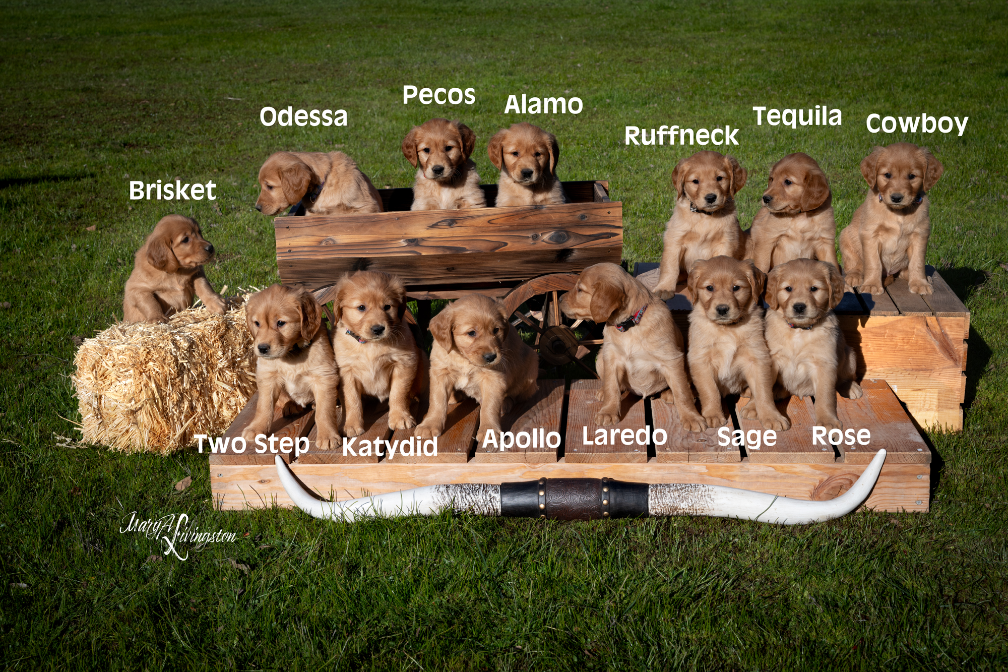 Litter portrait with nicknames.