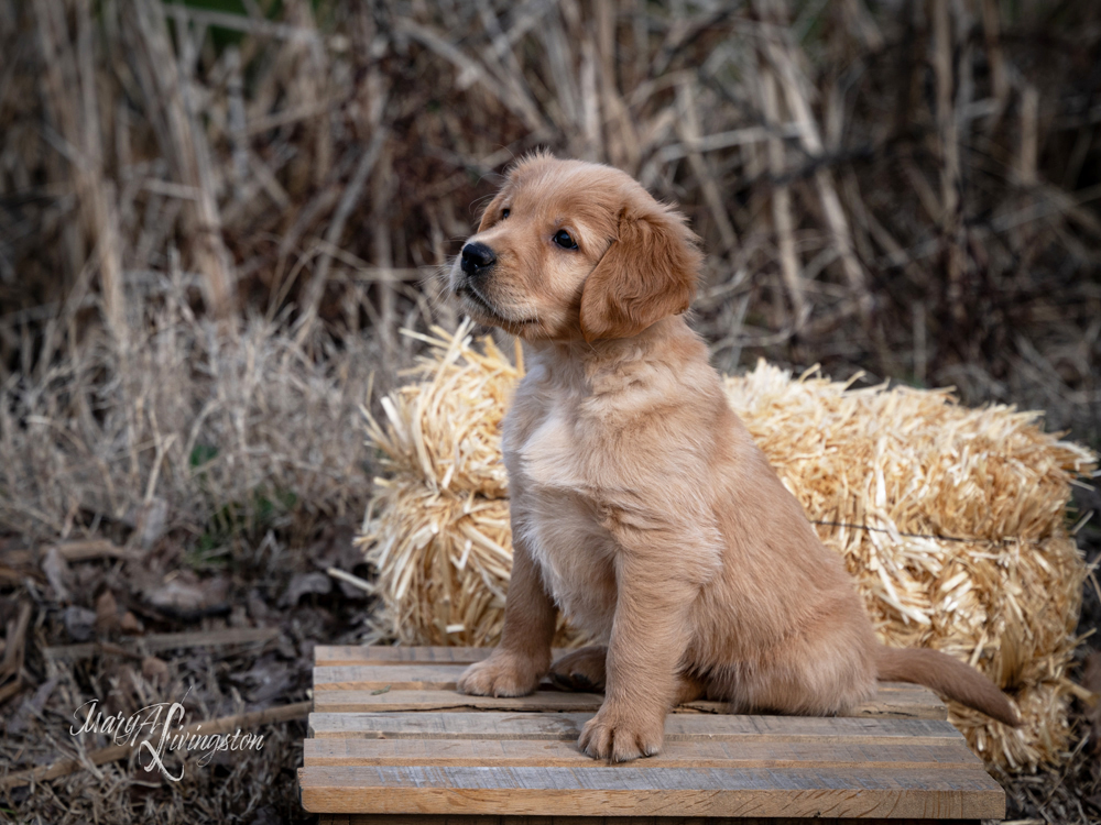 Puppy known as Alamo