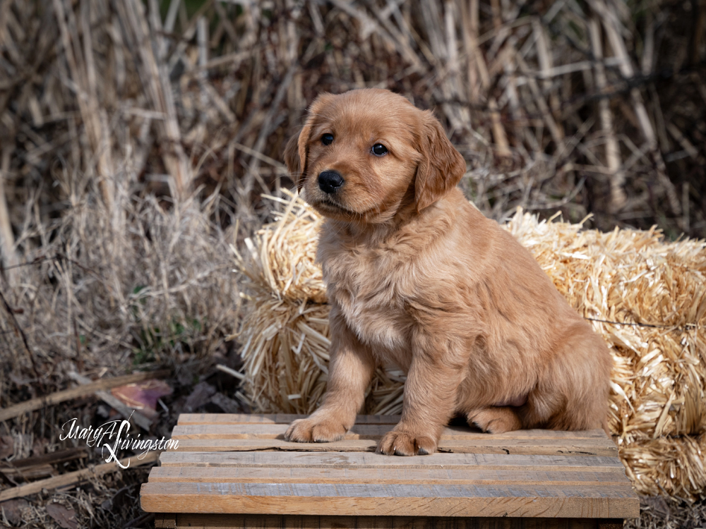 Puppy known as Apollo.