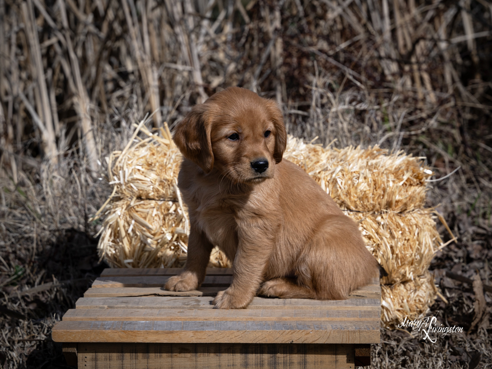 Puppy known as Brisket.