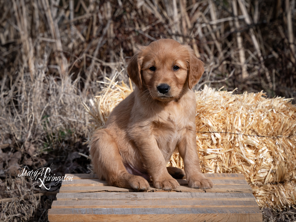 Puppy known as Cowboy.