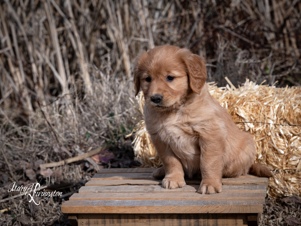 Puppy known as Katydid.