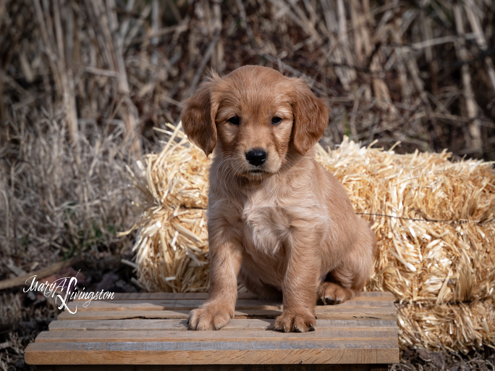 Puppy known as Laredo.