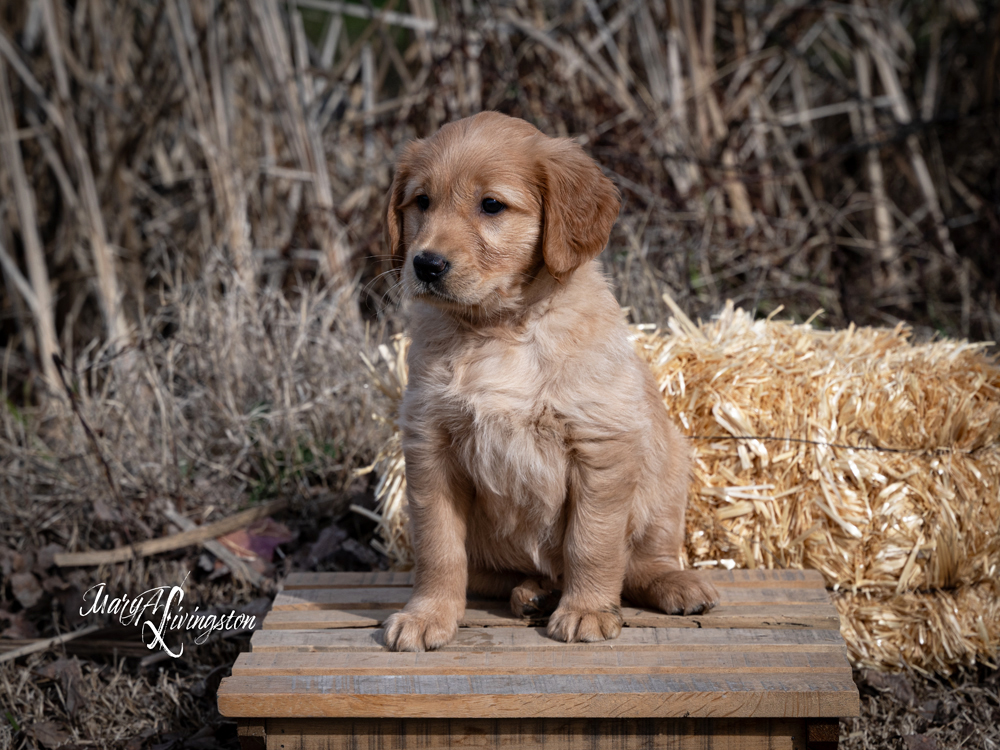 Puppy known as Odessa.