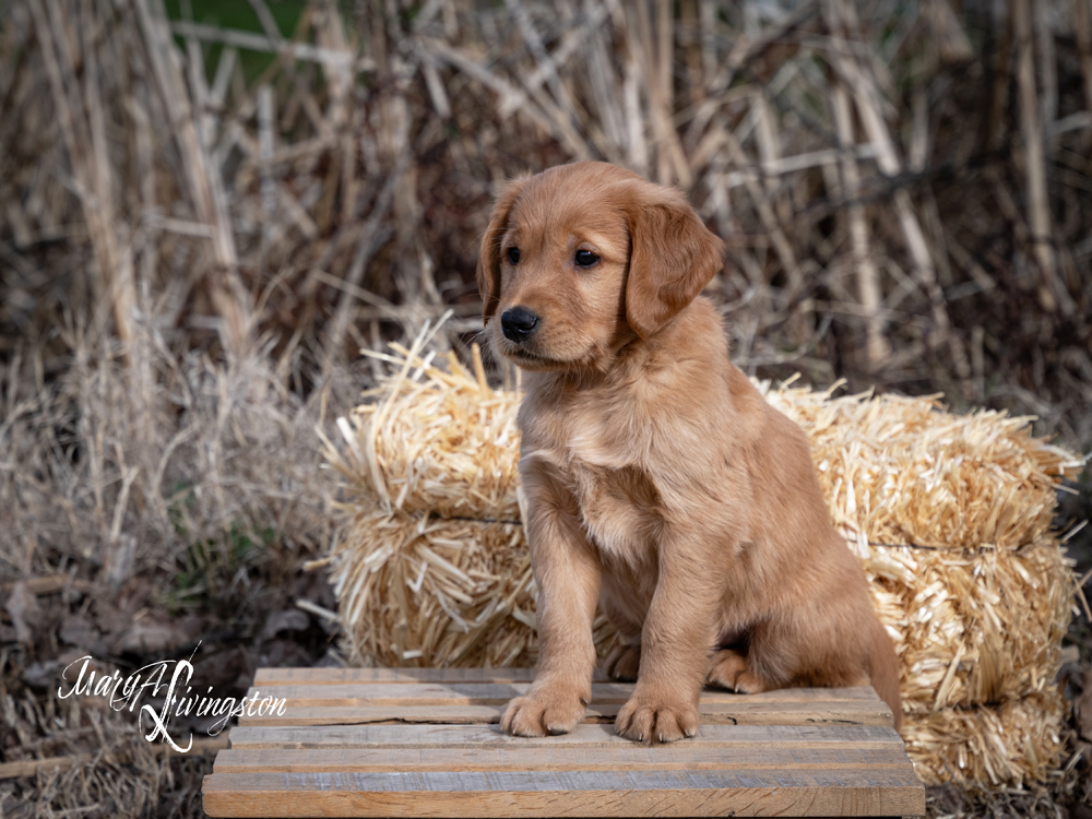 Puppy known as Pecos