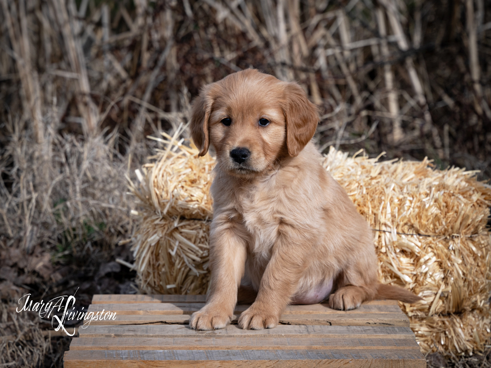 Puppy know as Rose