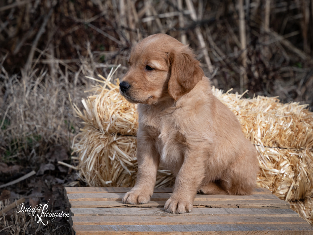 Puppy known as Ruffneck.