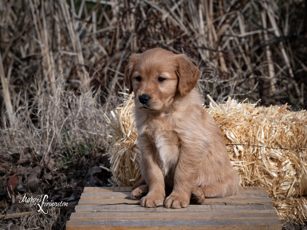 Puppy known as Sage.