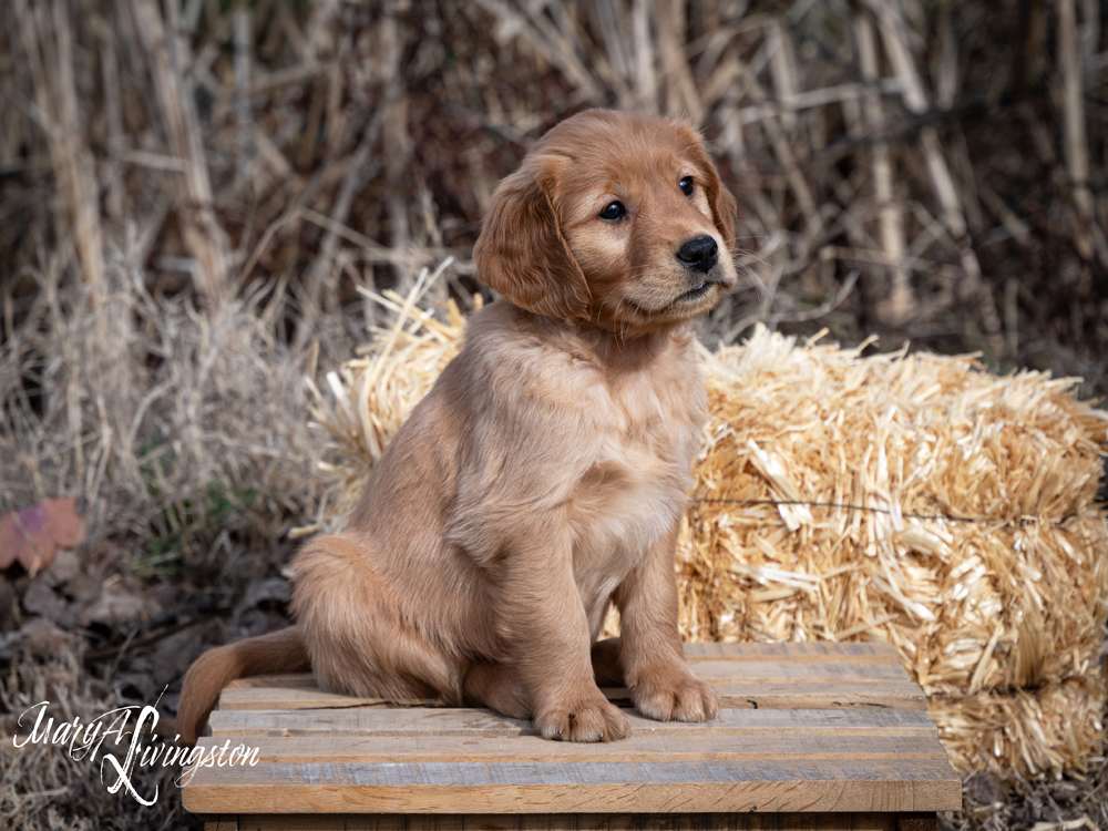 Puppy known as Tequila.