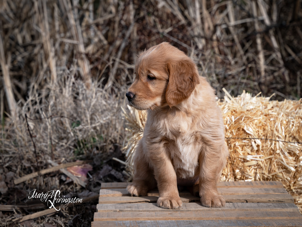 Puppy known as Two Step