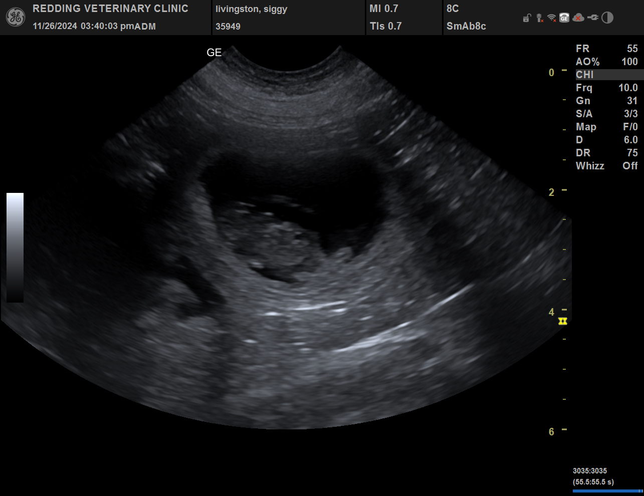 puppy ultrasound image