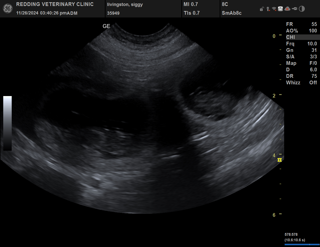 Puppy ultrasound image