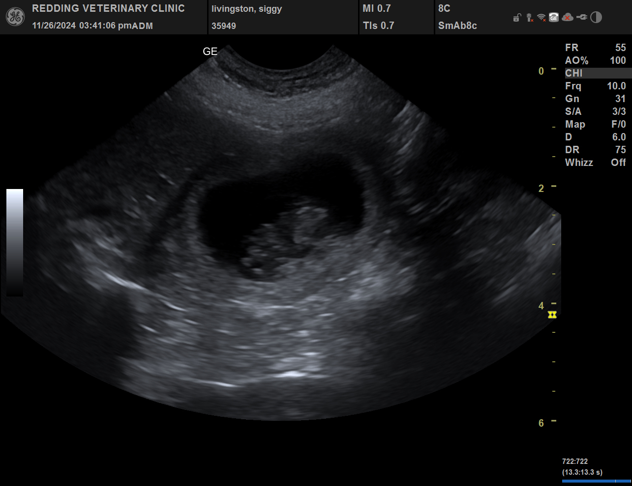 Puppy ultrasound image