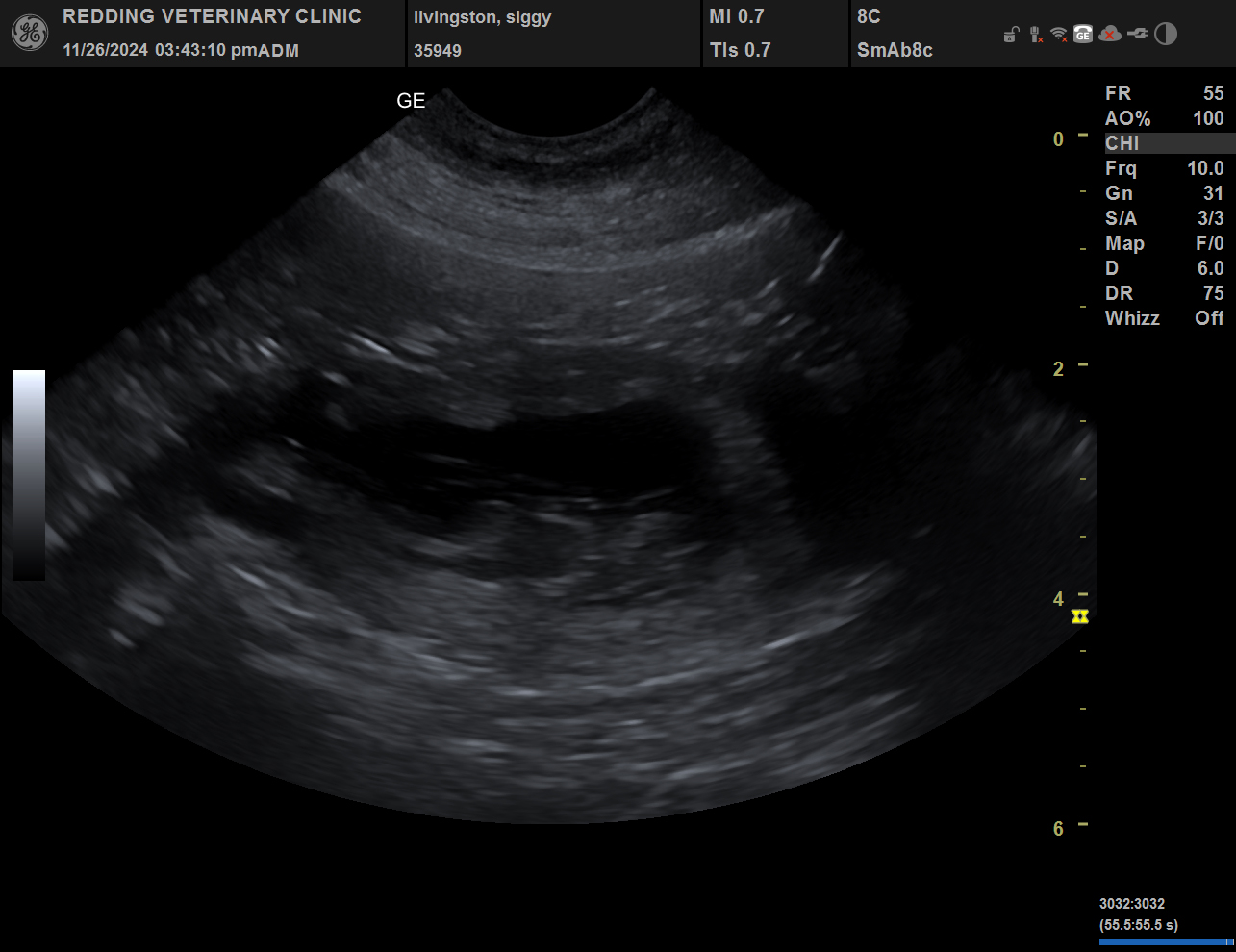 Puppy ultrasound image