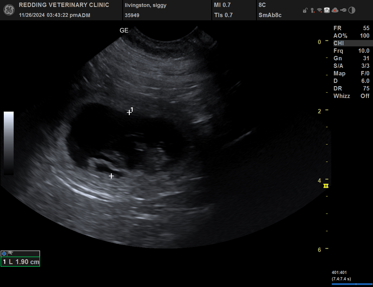 Puppy ultrasound image