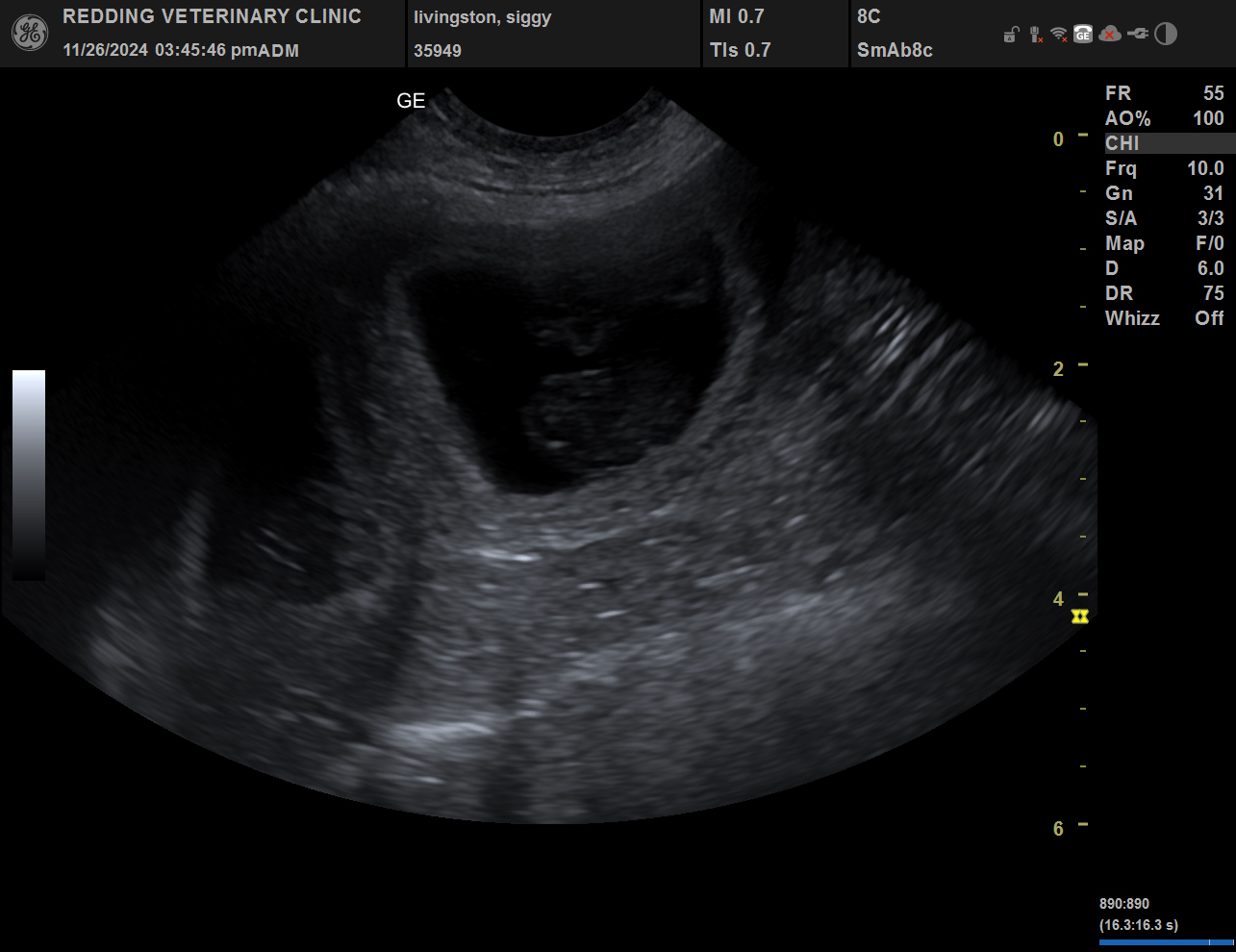 Puppy ultrasound image