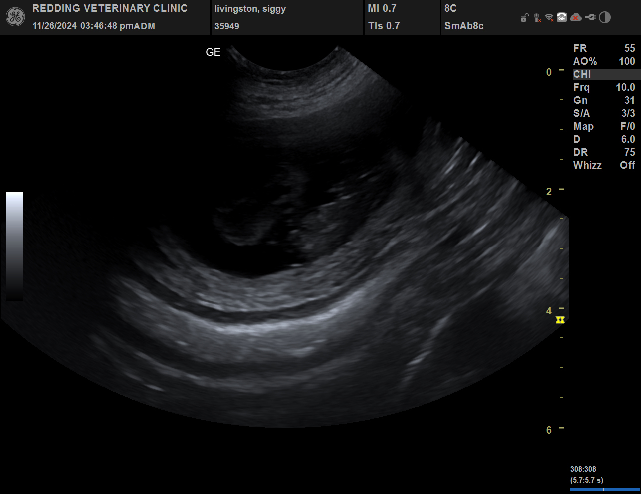 Puppy ultrasound image