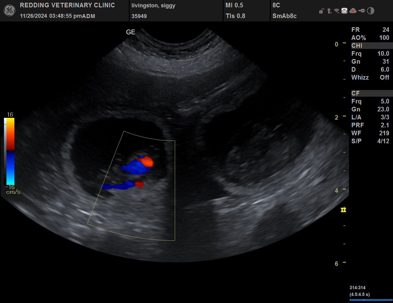 Puppy ultrasound image