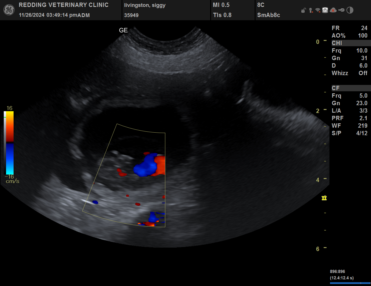 Puppy ultrasound image