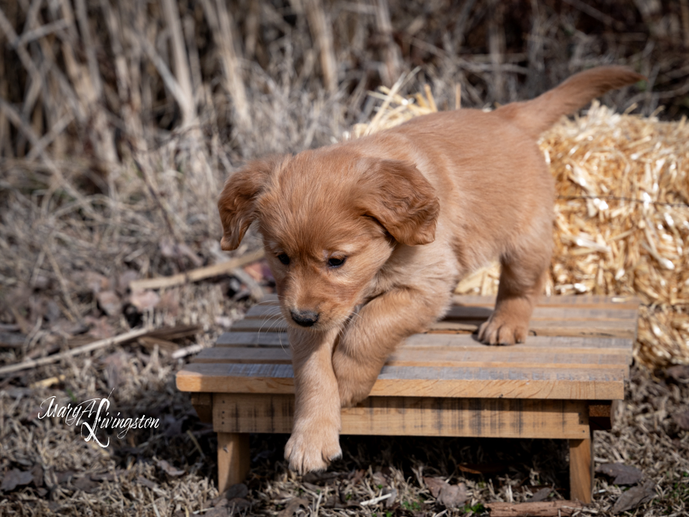 Puppy known as Katydid.