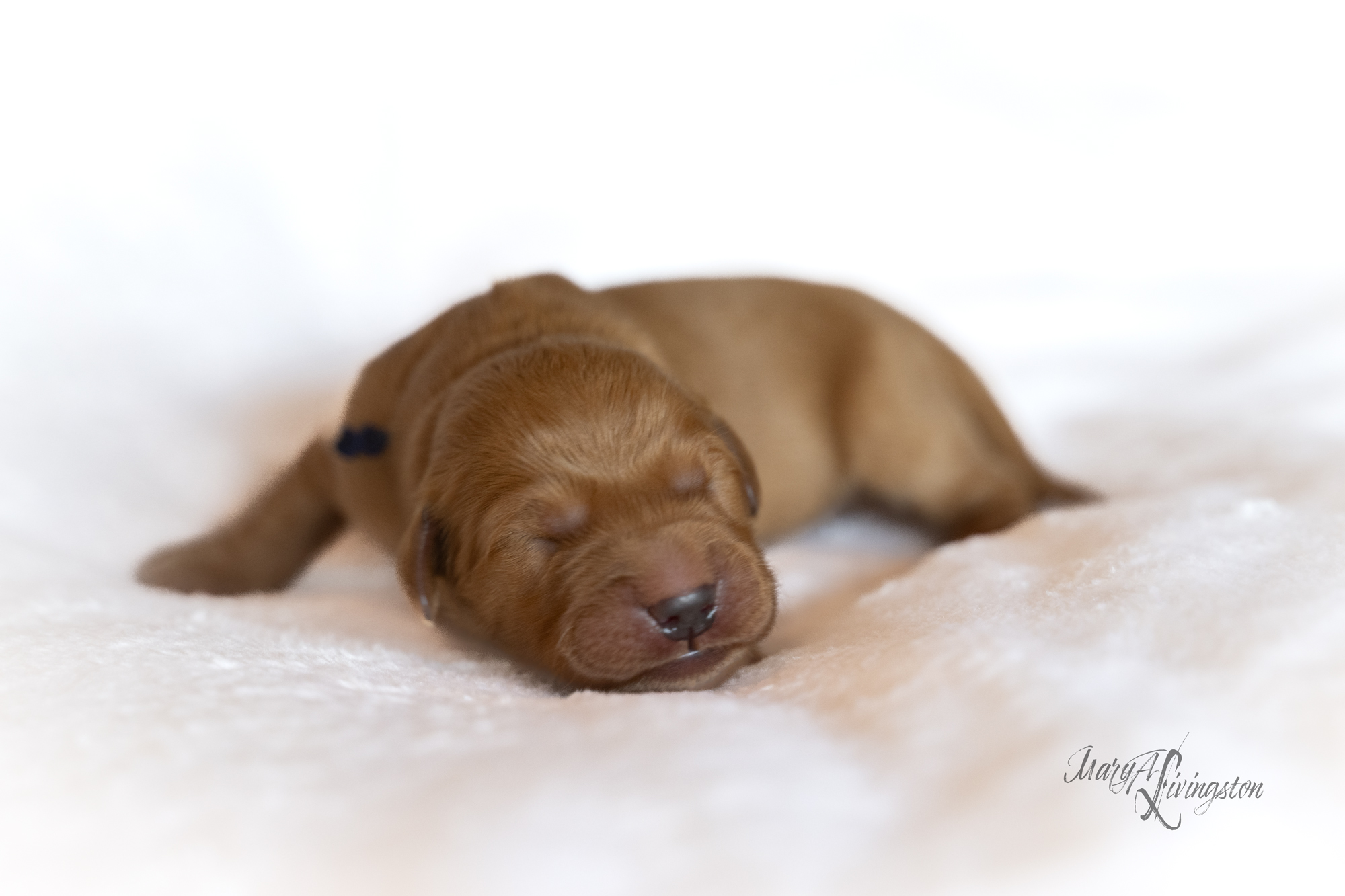 Puppy called Derecho