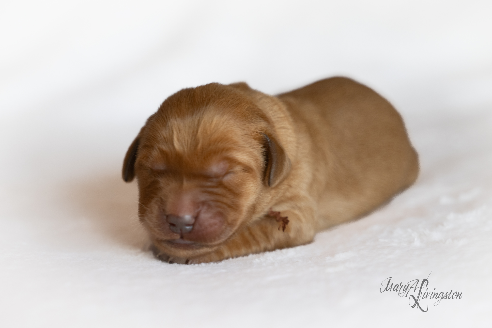 Puppy called Kalahari