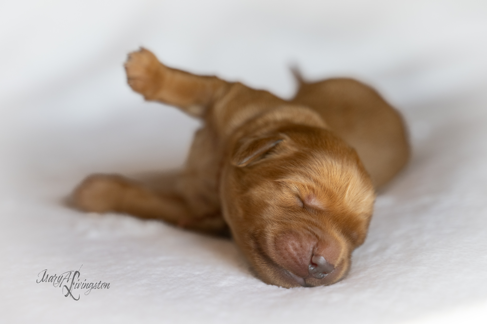 Puppy photo outtake