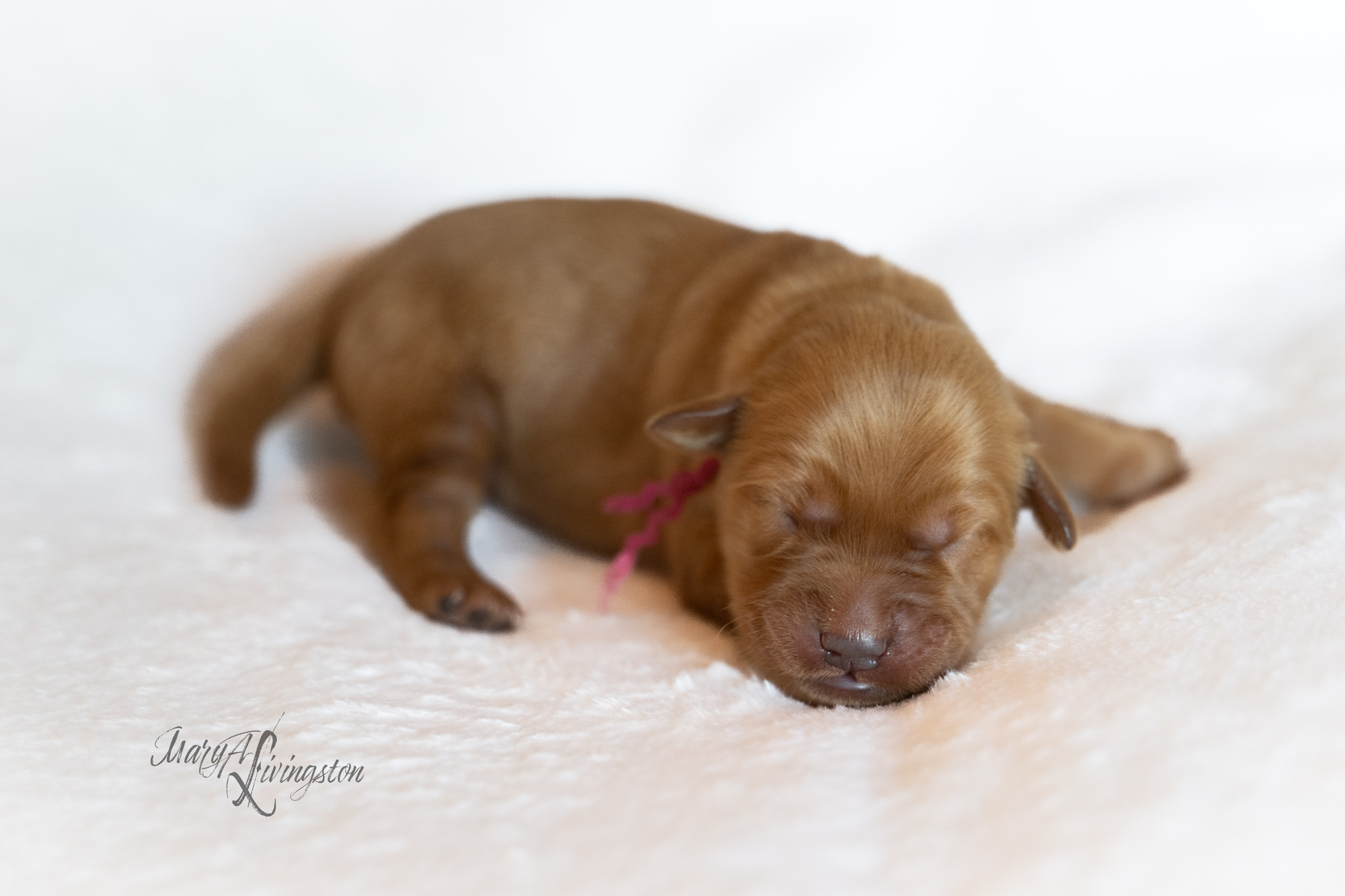 Puppy called Sonoran