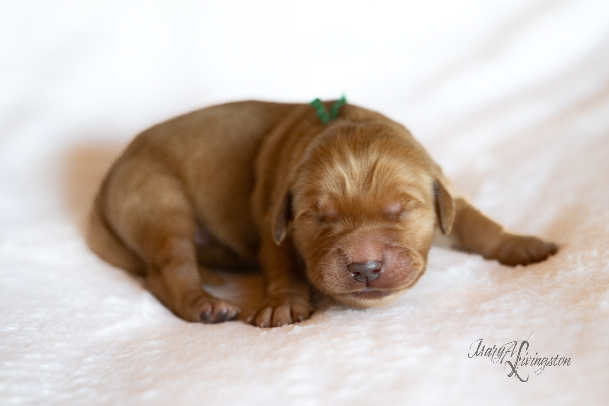 Puppy called Furnace