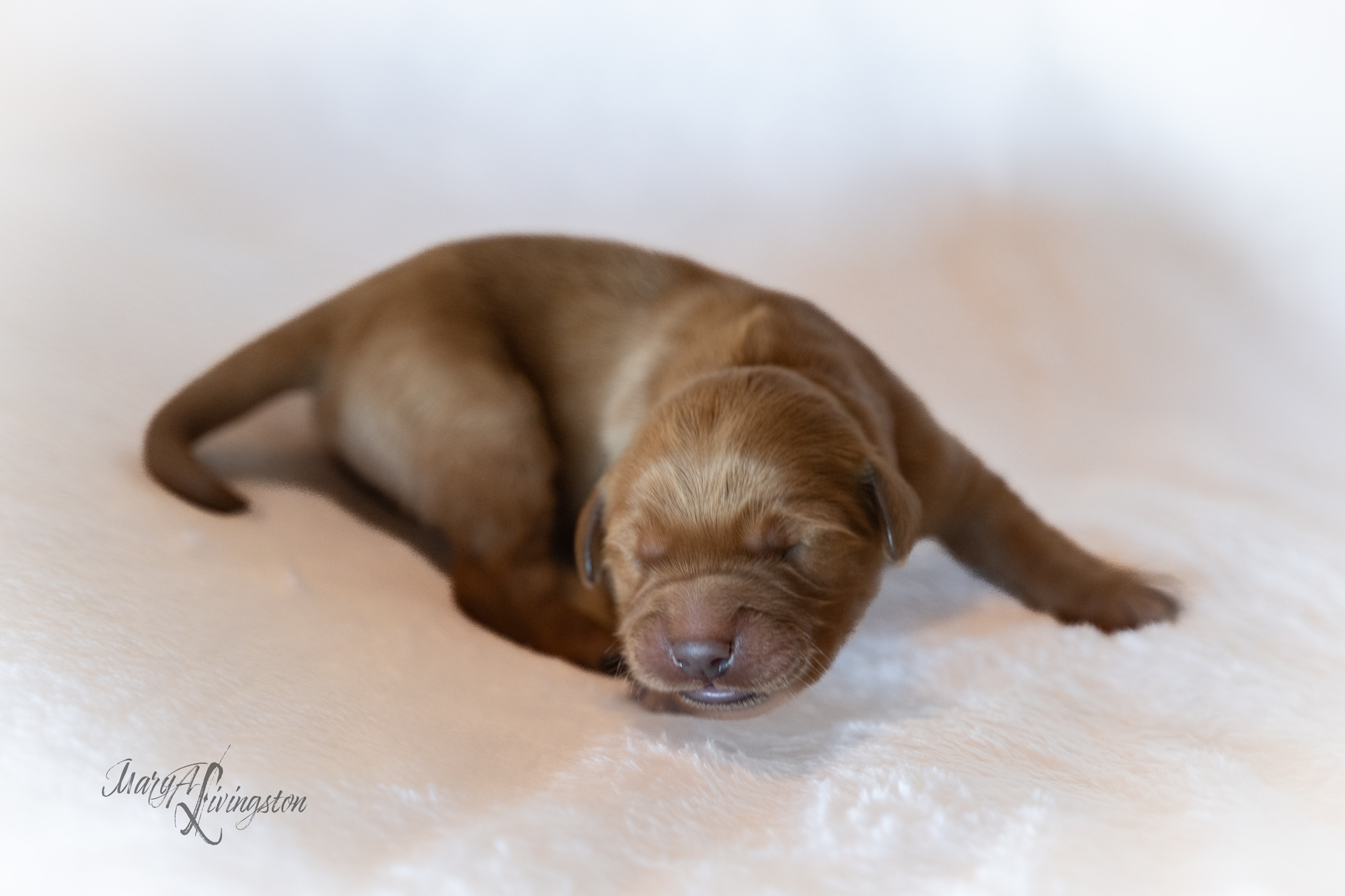 Puppy called Sahara